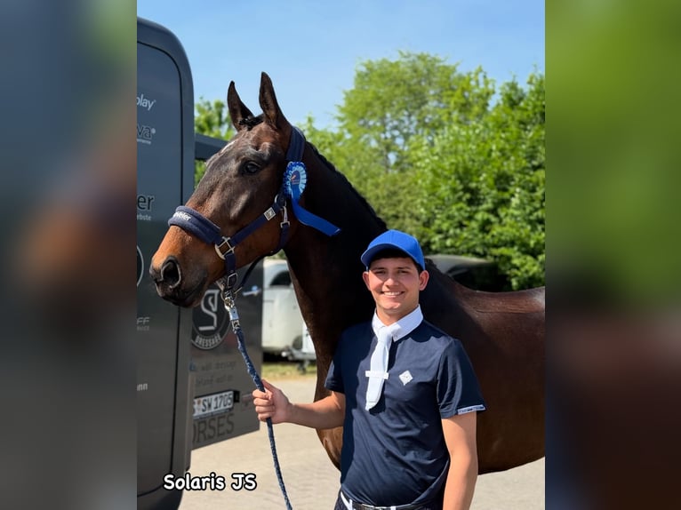 Oldenburger Wallach 4 Jahre 171 cm Dunkelbrauner in Rosendahl
