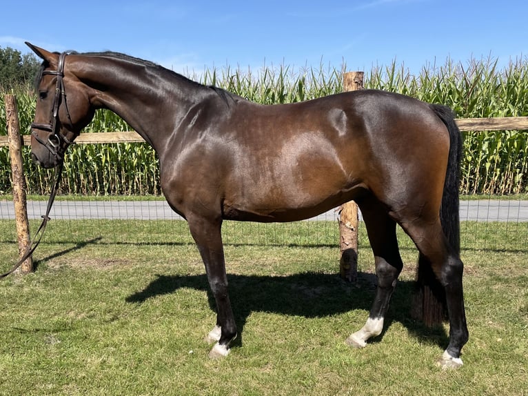 Oldenburger Wallach 4 Jahre 171 cm Dunkelbrauner in Versmold