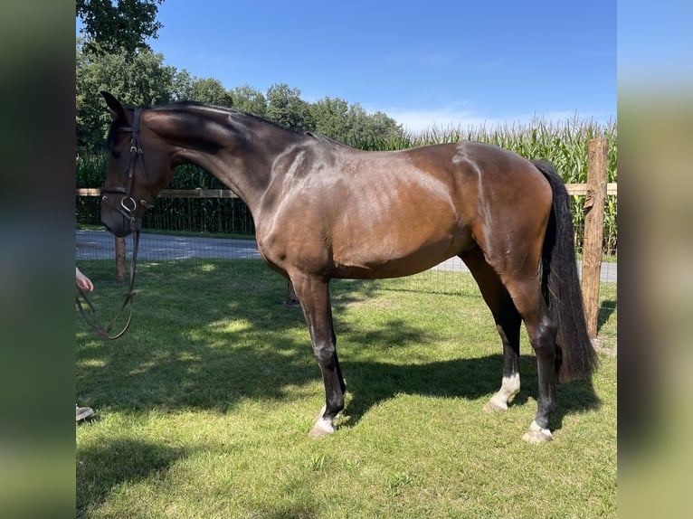 Oldenburger Wallach 4 Jahre 171 cm Dunkelbrauner in Versmold