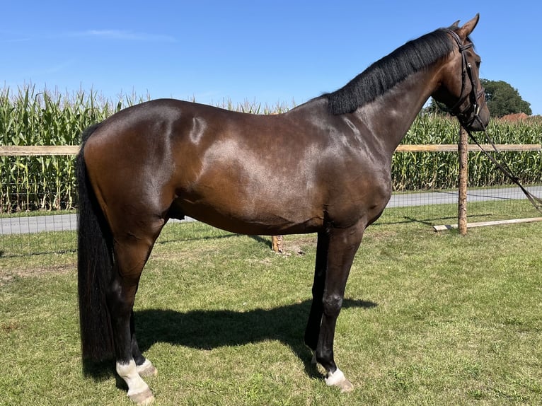 Oldenburger Wallach 4 Jahre 171 cm Dunkelbrauner in Versmold