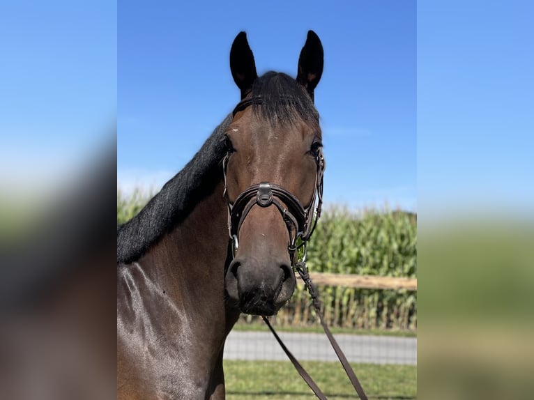Oldenburger Wallach 4 Jahre 171 cm Dunkelbrauner in Versmold
