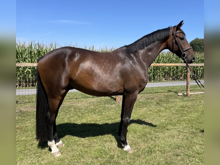 Oldenburger Wallach 4 Jahre 171 cm Dunkelbrauner in Versmold