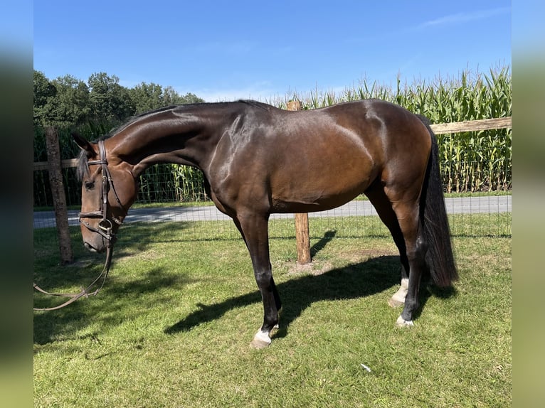 Oldenburger Wallach 4 Jahre 171 cm Dunkelbrauner in Versmold