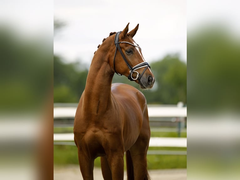 Oldenburger Wallach 4 Jahre 171 cm Fuchs in Vechta