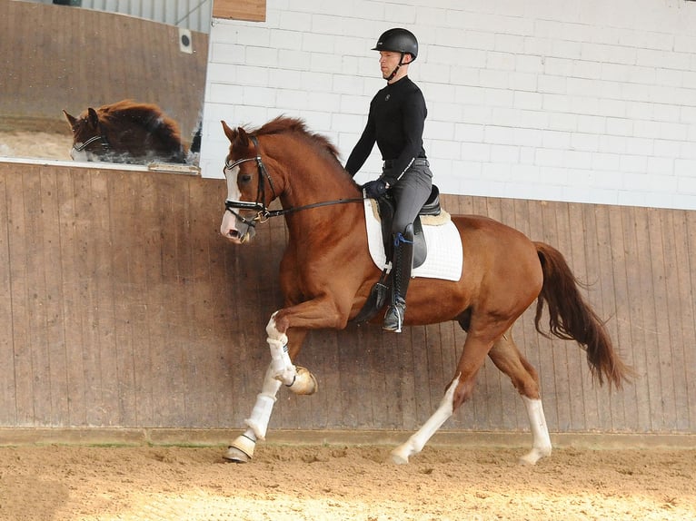 Oldenburger Wallach 4 Jahre 171 cm Fuchs in Isernhagen