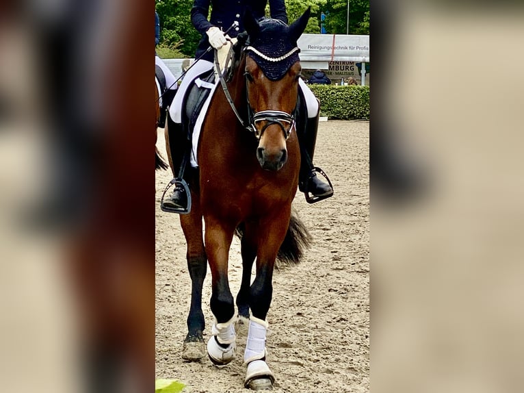 Oldenburger Wallach 4 Jahre 172 cm Brauner in Barntrup