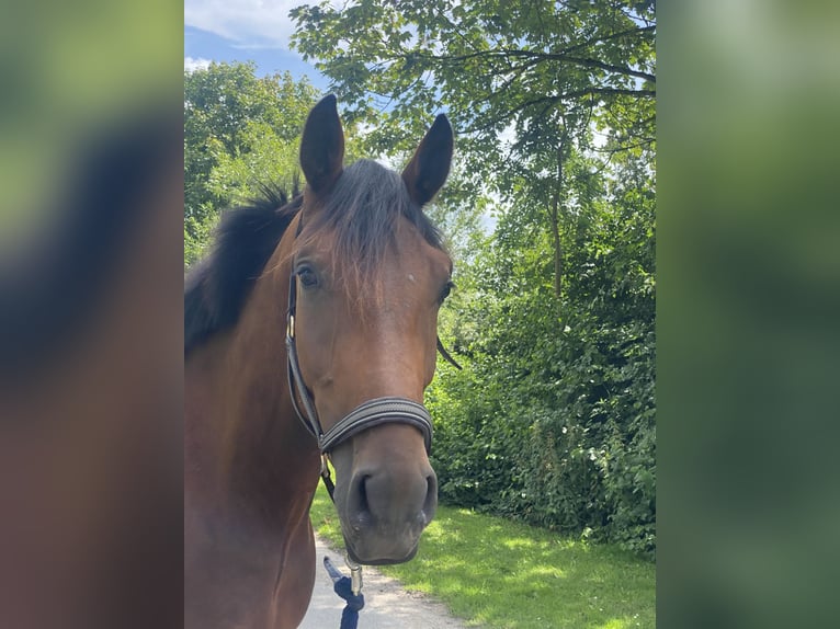 Oldenburger Wallach 4 Jahre 172 cm Brauner in Barntrup
