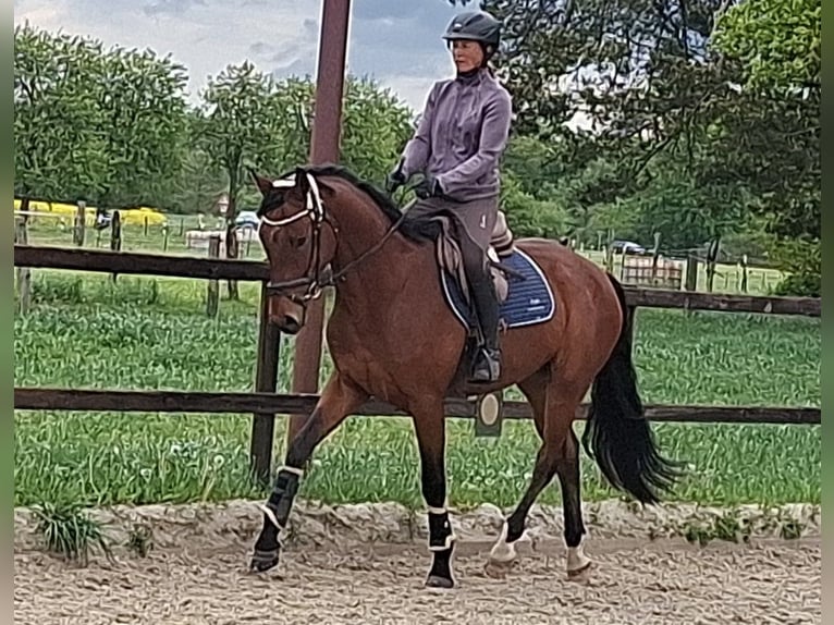 Oldenburger Wallach 4 Jahre 172 cm Brauner in Hittbergen