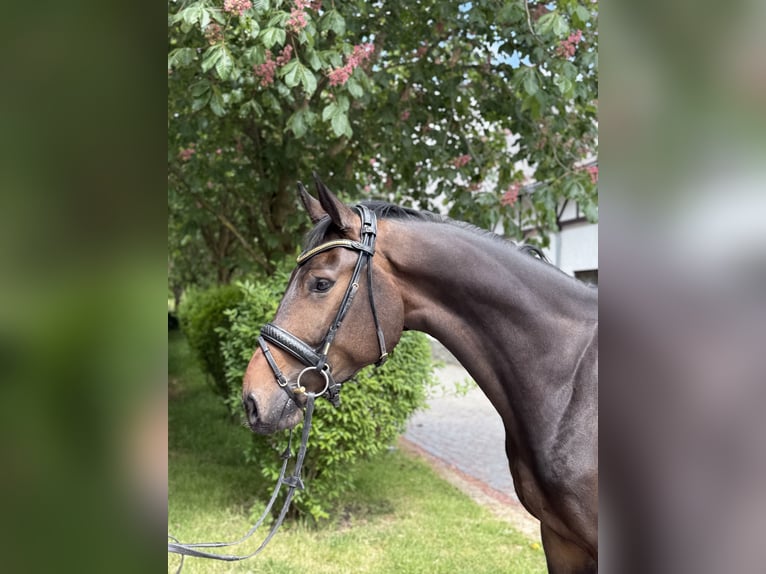 Oldenburger Wallach 4 Jahre 172 cm Brauner in Kronberg im Taunus