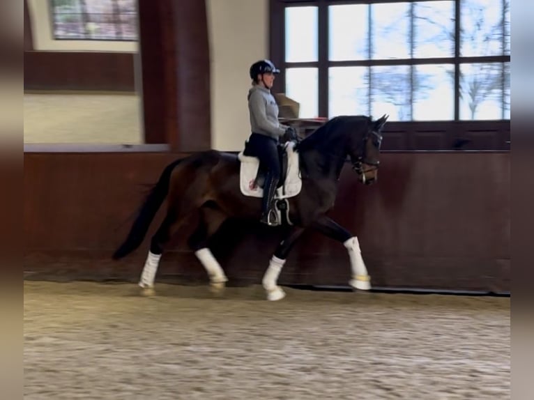 Oldenburger Wallach 4 Jahre 172 cm Brauner in Kronberg im Taunus