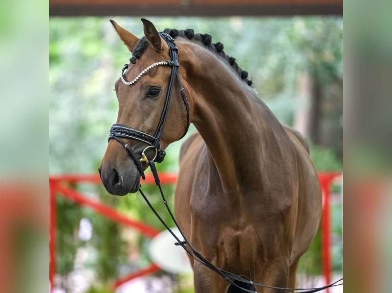 Oldenburger Wallach 4 Jahre 172 cm Brauner in Mnster-Handorf