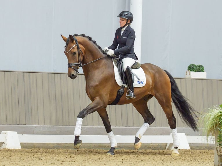 Oldenburger Wallach 4 Jahre 172 cm Brauner in Mnster-Handorf