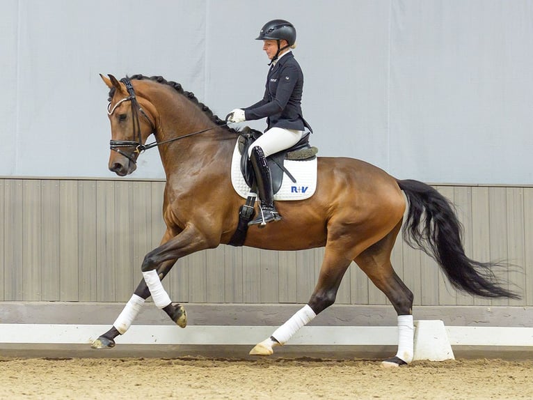 Oldenburger Wallach 4 Jahre 172 cm Brauner in Mnster-Handorf