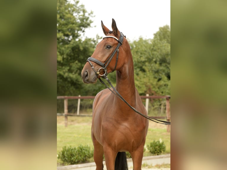 Oldenburger Wallach 4 Jahre 172 cm Brauner in Sassenberg