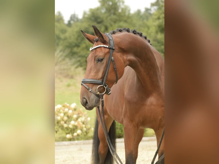 Oldenburger Wallach 4 Jahre 172 cm Brauner in Sassenberg