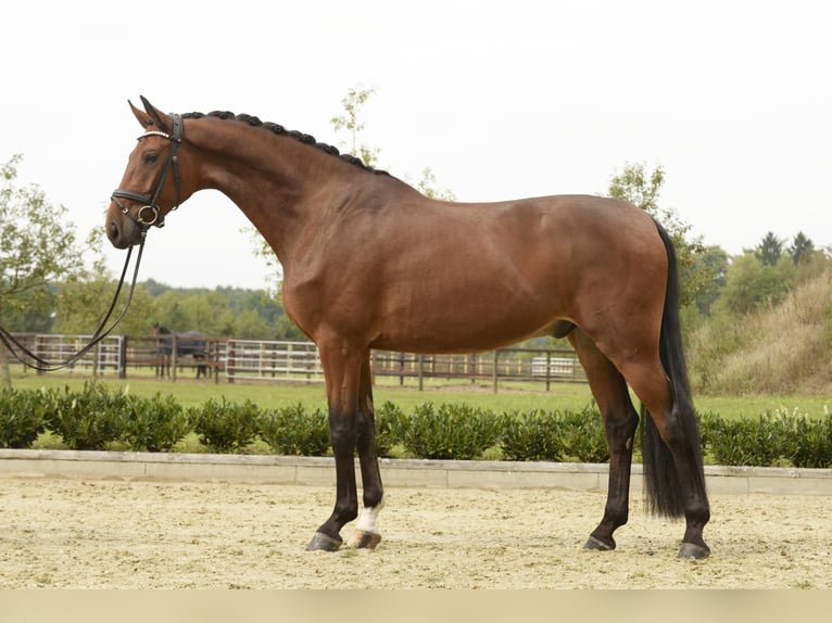 Oldenburger Wallach 4 Jahre 172 cm Brauner in Sassenberg