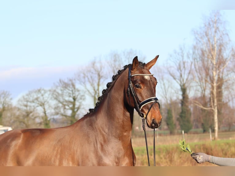 Oldenburger Wallach 4 Jahre 172 cm Brauner in Cappeln (Oldenburg)