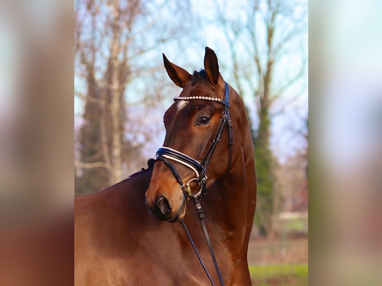 Oldenburger Wallach 4 Jahre 172 cm Brauner in Cappeln (Oldenburg)
