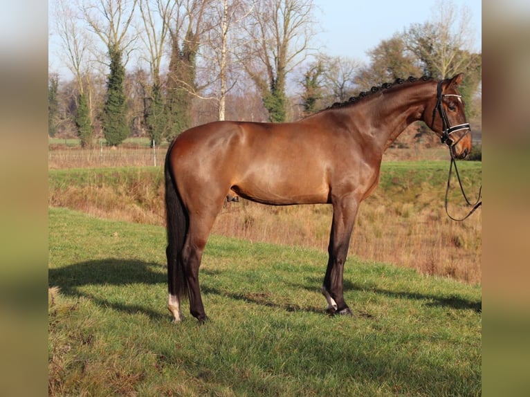 Oldenburger Wallach 4 Jahre 172 cm Brauner in Cappeln (Oldenburg)