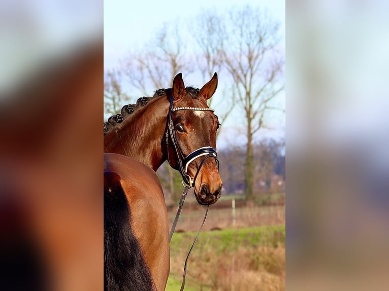 Oldenburger Wallach 4 Jahre 172 cm Brauner in Cappeln (Oldenburg)