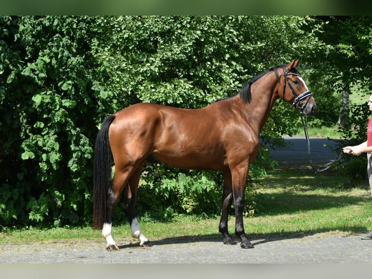 Oldenburger Wallach 4 Jahre 172 cm Brauner in Herbstein