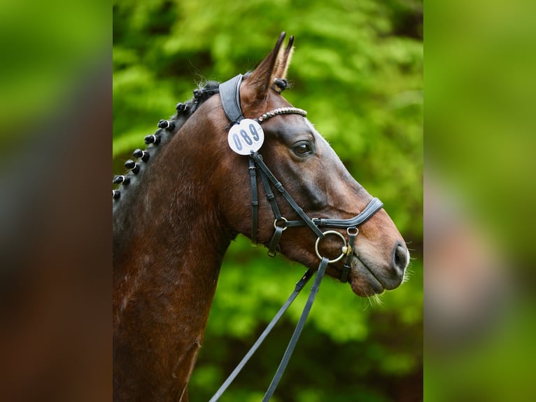 Oldenburger Wallach 4 Jahre 172 cm Dunkelbrauner in Hohenahr