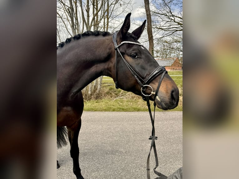 Oldenburger Wallach 4 Jahre 172 cm Dunkelbrauner in Bawinkel