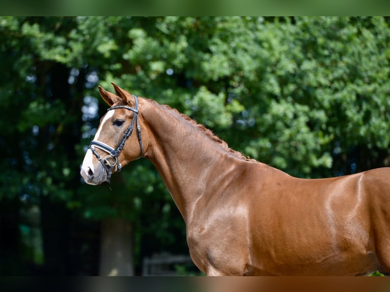 Oldenburger Wallach 4 Jahre 172 cm Dunkelfuchs in Visbek