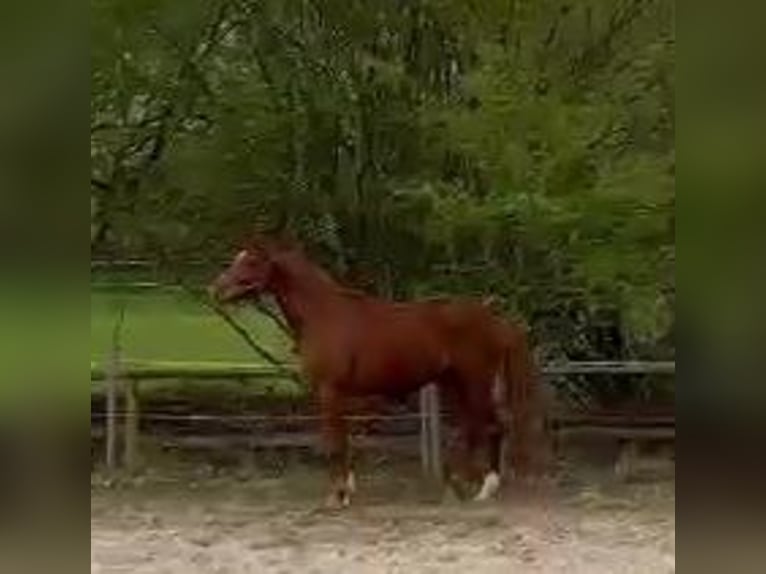 Oldenburger Wallach 4 Jahre 172 cm Fuchs in Nidda