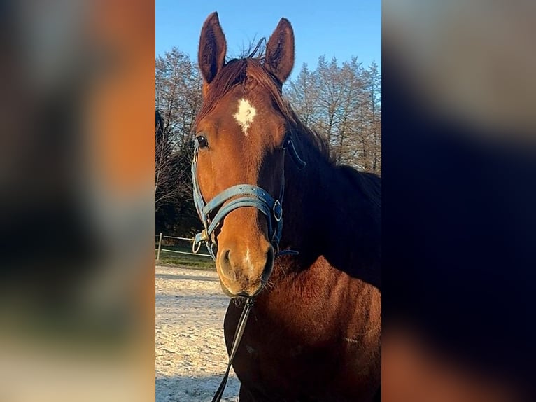 Oldenburger Wallach 4 Jahre 172 cm Fuchs in Nidda