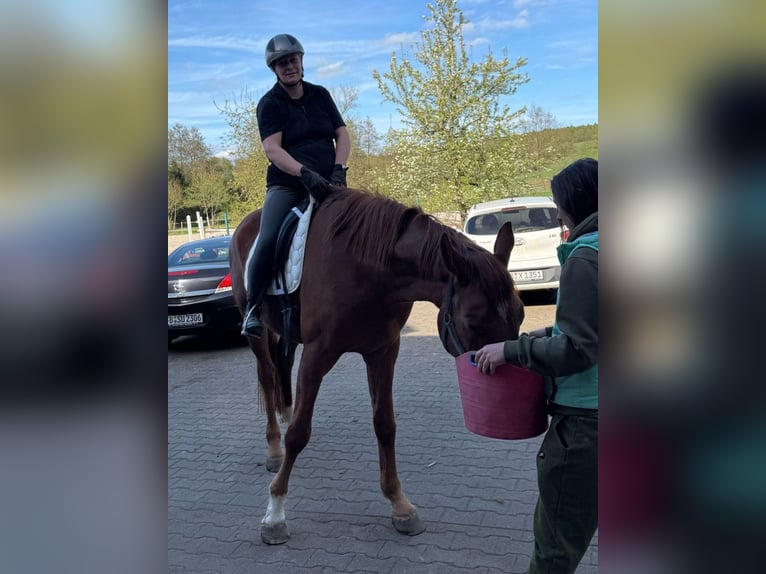 Oldenburger Wallach 4 Jahre 172 cm Fuchs in Nidda