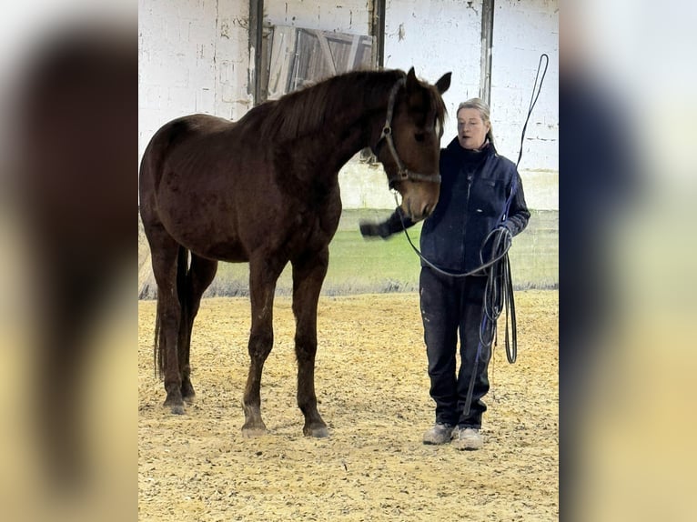 Oldenburger Wallach 4 Jahre 172 cm Fuchs in Nidda