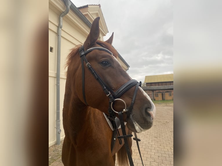 Oldenburger Wallach 4 Jahre 172 cm Fuchs in Zeven
