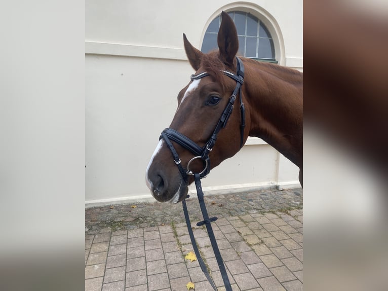 Oldenburger Wallach 4 Jahre 172 cm Fuchs in Zeven