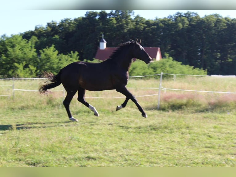 Oldenburger Wallach 4 Jahre 172 cm Rappe in Kunice