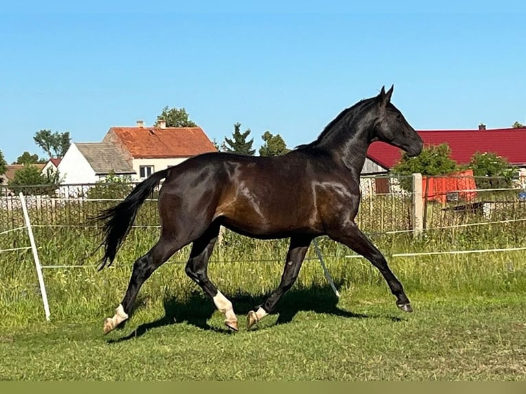 Oldenburger Wallach 4 Jahre 172 cm Rappe in Kunice