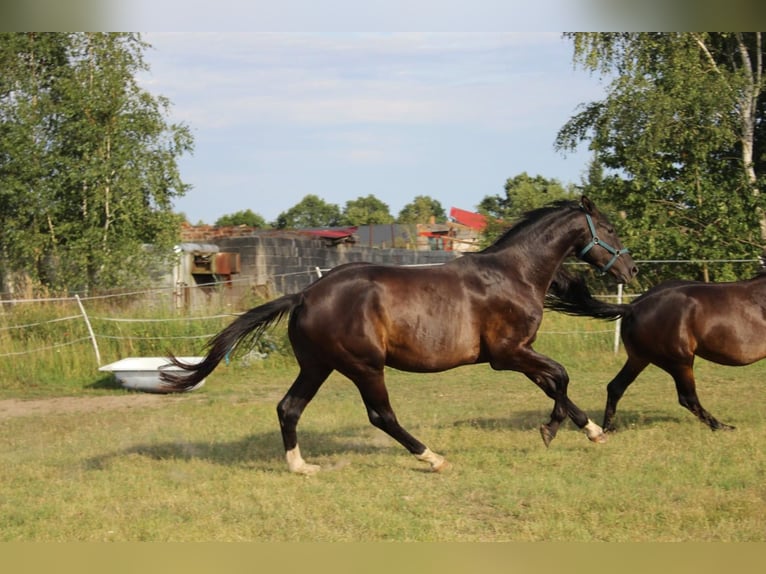 Oldenburger Wallach 4 Jahre 172 cm Rappe in Kunice