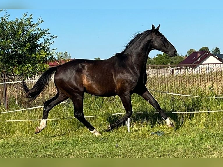 Oldenburger Wallach 4 Jahre 172 cm Rappe in Kunice