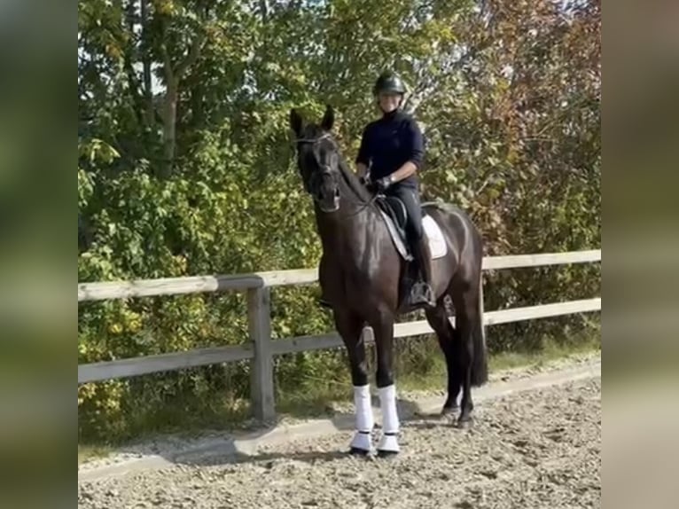 Oldenburger Wallach 4 Jahre 172 cm Rappe in Lienen