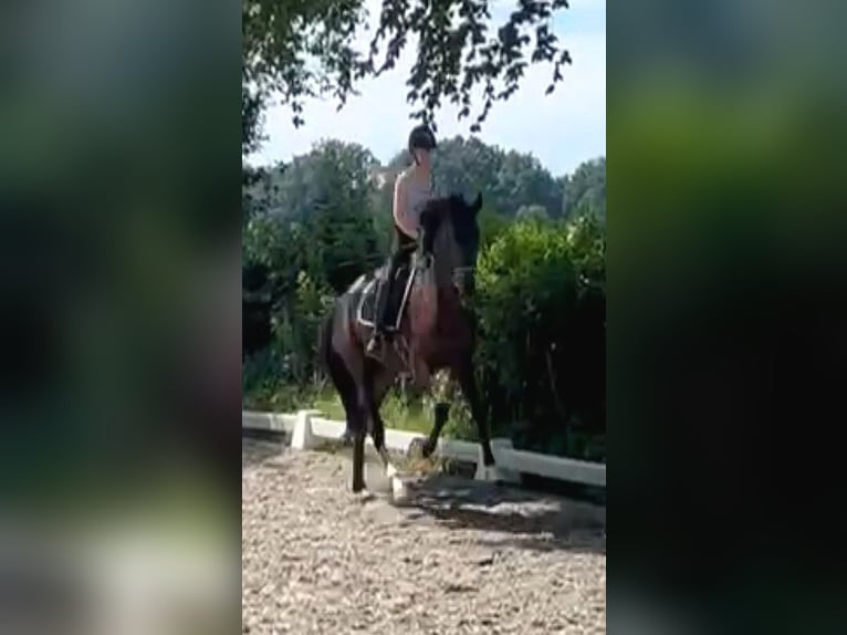 Oldenburger Wallach 4 Jahre 172 cm Rappe in Westerhorn