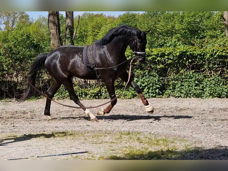 Oldenburger Wallach 4 Jahre 172 cm Rappe in Westerhorn