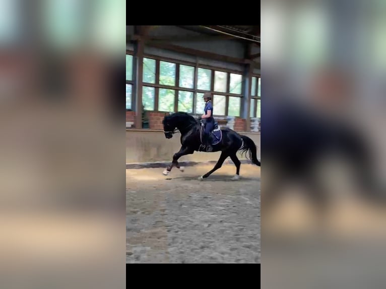 Oldenburger Wallach 4 Jahre 172 cm Rappe in Westerhorn