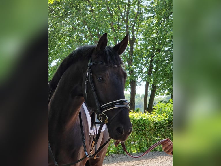 Oldenburger Wallach 4 Jahre 172 cm Rappe in Westerhorn