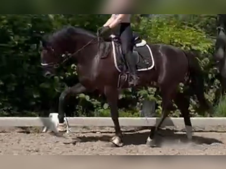 Oldenburger Wallach 4 Jahre 172 cm Rappe in Westerhorn