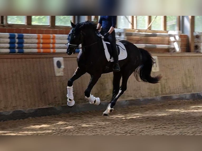 Oldenburger Wallach 4 Jahre 172 cm Rappe in Westerhorn