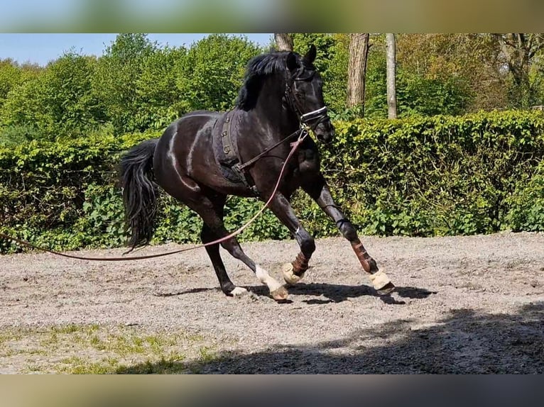Oldenburger Wallach 4 Jahre 172 cm Rappe in Westerhorn