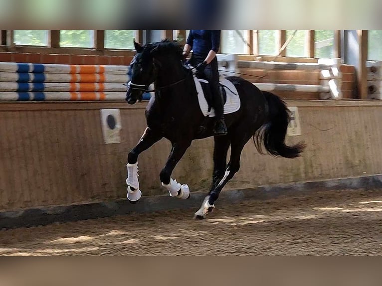 Oldenburger Wallach 4 Jahre 172 cm Rappe in Wittmund