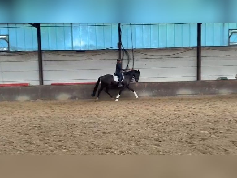 Oldenburger Wallach 4 Jahre 172 cm Schwarzbrauner in Garrel