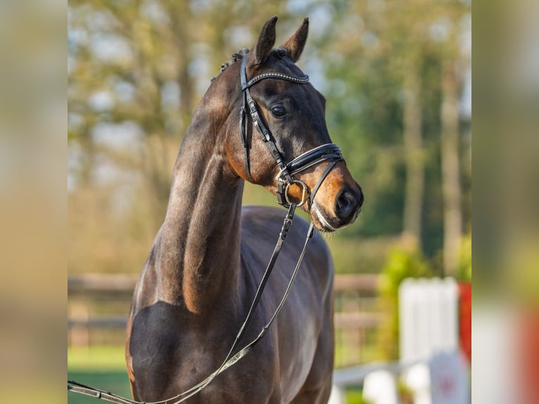 Oldenburger Wallach 4 Jahre 173 cm Brauner in Münster-Handorf