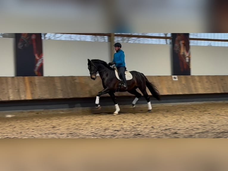 Oldenburger Wallach 4 Jahre 173 cm Dunkelbrauner in Herbstein